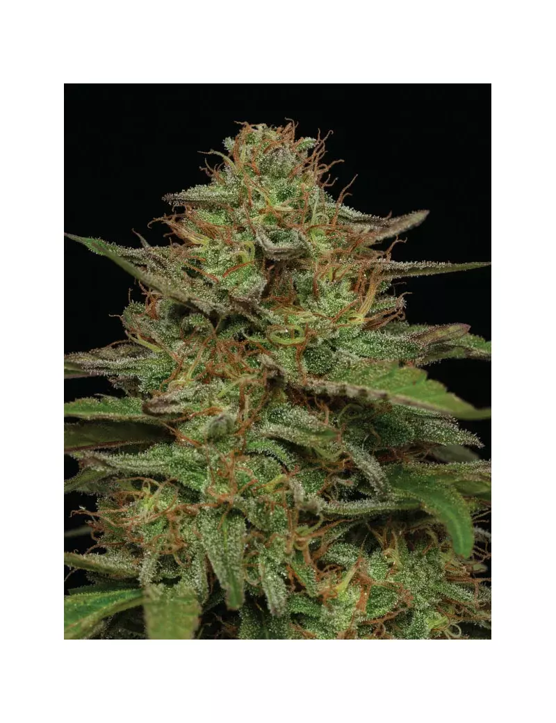 Strawberry Cheesecake Auto, Фасовка: 3